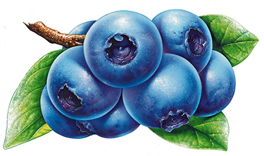 Blueberry Illustration